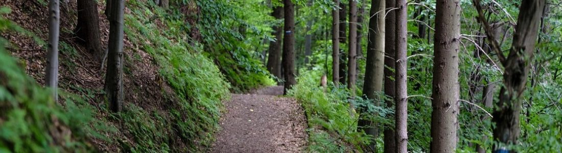 6 of the Best Red River Gorge Waterfall Trails - Wooded Path