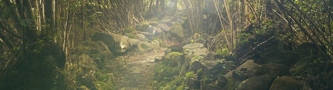 Best Hikes in Hoh Rainforest - Banner 3